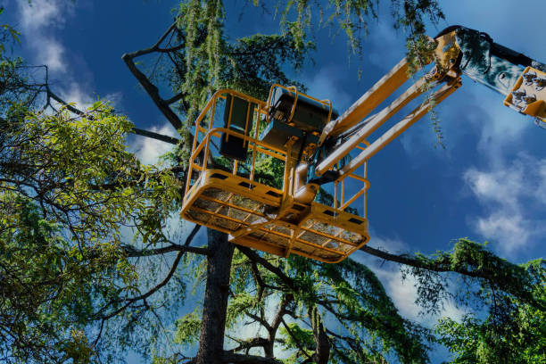 Best Tree Preservation Services  in Bay Pines, FL