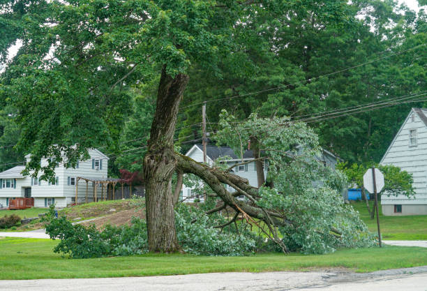 Bay Pines, FL Tree Services Company