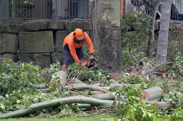 How Our Tree Care Process Works  in  Bay Pines, FL